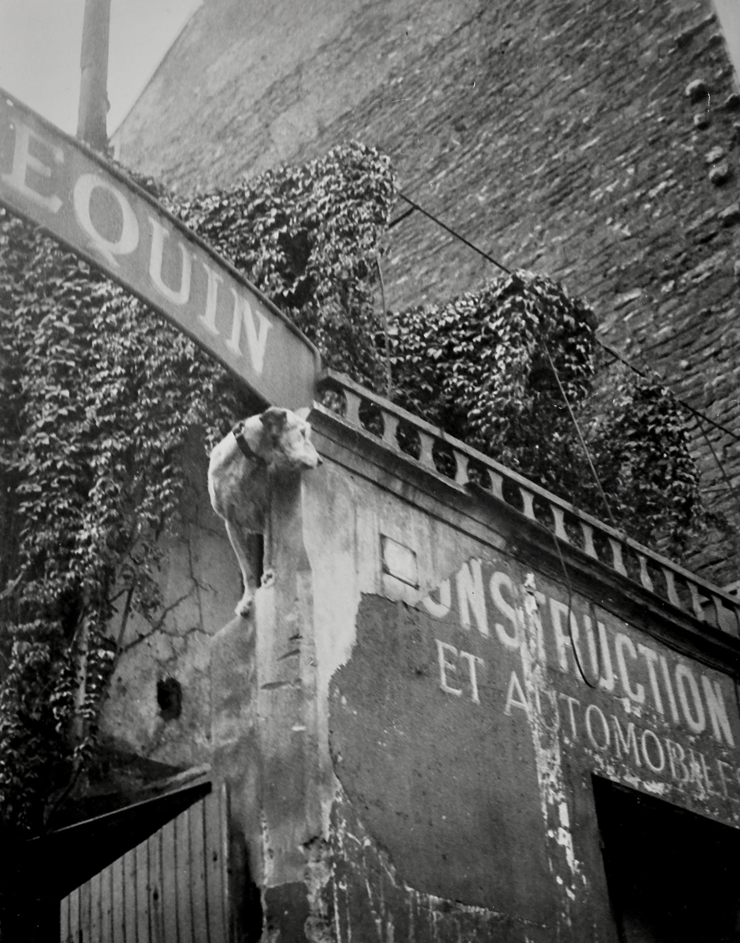 Dora maar image 2 pst1998 0311 01 g01 artsy jpeg 4000 pixels long