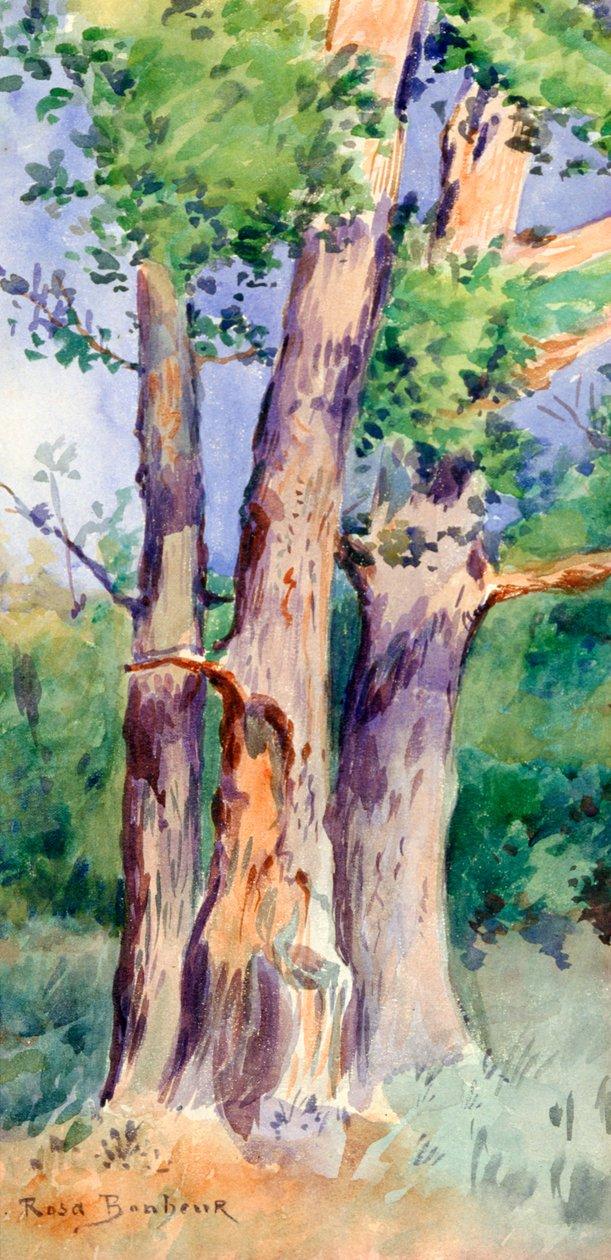 Rosa bonheur study of trees c1842 1899 meisterdrucke 752881
