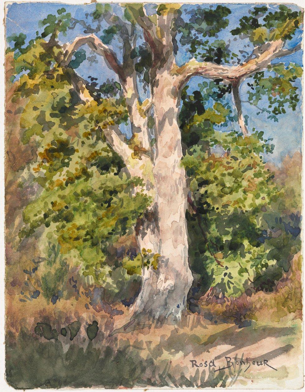 Rosa bonheur tree study meisterdrucke 1311189